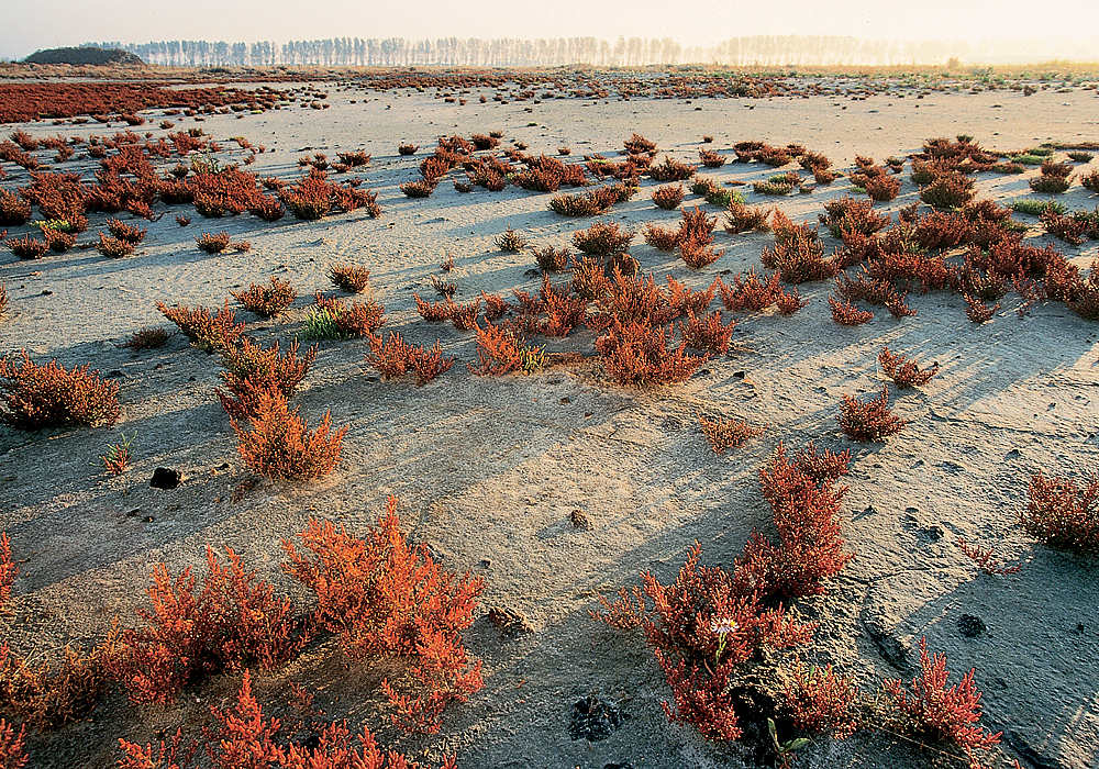 Zeebruges