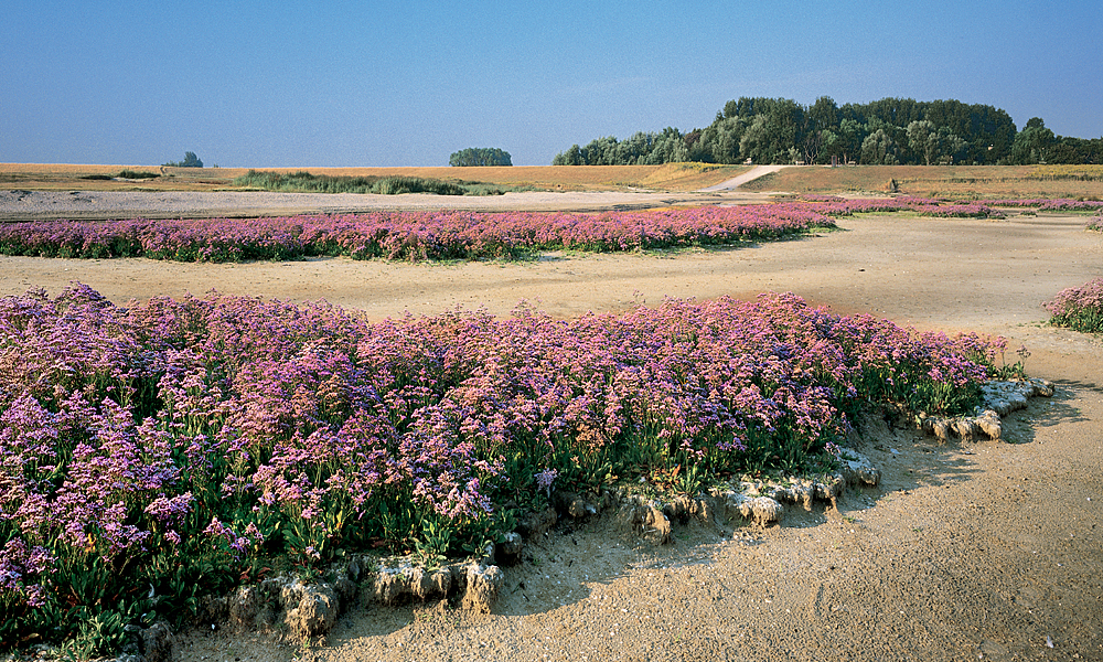 Knokke, le Zwin