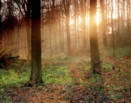 Luxembourg city, forest of Baambësch