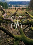 The peat bogs on the Saint-Hubert